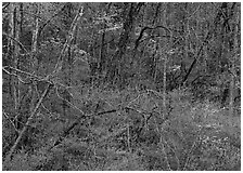 Bare trees, redbuds, and dogwoods in bloom, North Carolina. Great Smoky Mountains National Park, USA. (black and white)