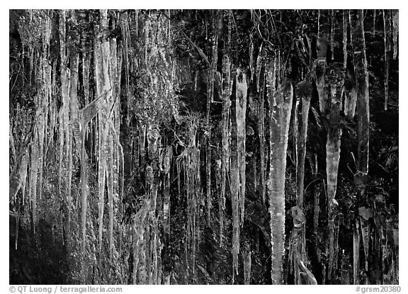 Icicles and green leaves. Great Smoky Mountains National Park, USA.