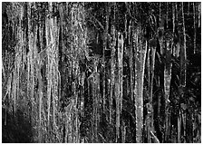 Icicles and green leaves. Great Smoky Mountains National Park, USA. (black and white)