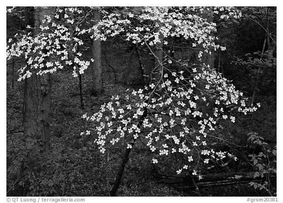 Flowering Dogwood (Cornus Florida), Tennessee. Great Smoky Mountains National Park (black and white)