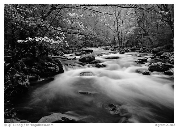 Fluid stream with and dogwoods trees in spring, Treemont, Tennessee. Great Smoky Mountains National Park (black and white)