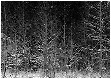 Sunlit trees in winter. Great Smoky Mountains National Park, USA. (black and white)