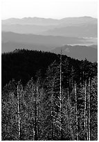 Half-barren trees and ridges from Clingmans Dome at sunrise, North Carolina. Great Smoky Mountains National Park, USA. (black and white)
