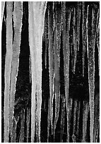 Icicles close-up, Tennessee. Great Smoky Mountains National Park, USA. (black and white)