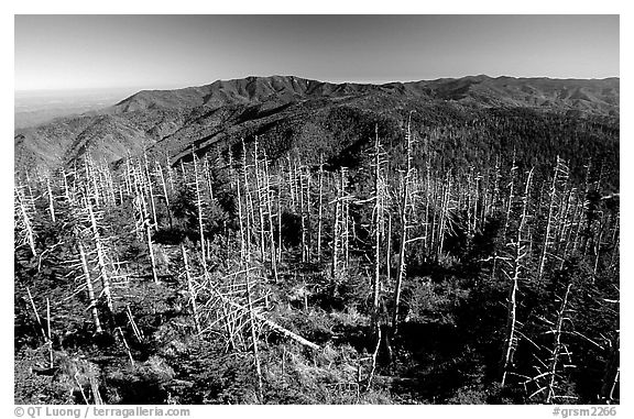 Fraser firs killed by balsam woolly adelgid insects on top of Clingman's dome, North Carolina. Great Smoky Mountains National Park, USA.