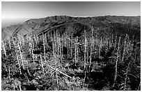 Fraser firs killed by balsam woolly adelgid insects on top of Clingman's dome, North Carolina. Great Smoky Mountains National Park ( black and white)