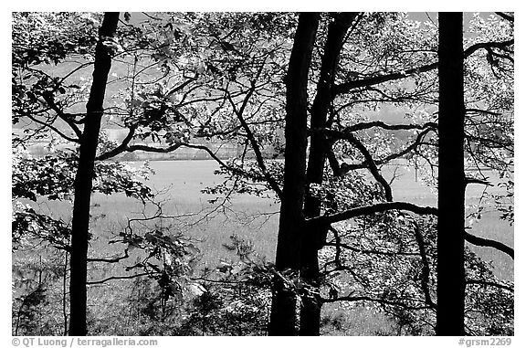 Meadows seen through trees, Cades Cove, Tennessee. Great Smoky Mountains National Park (black and white)