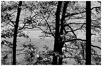 Meadows seen through trees, Cades Cove, Tennessee. Great Smoky Mountains National Park ( black and white)