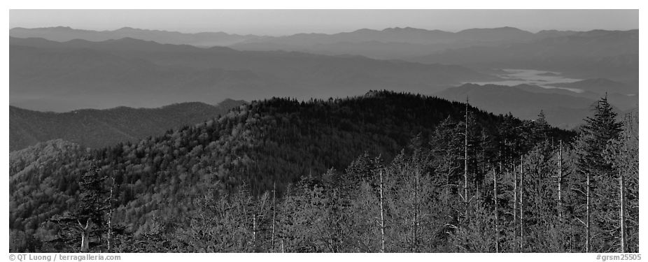 Trees and distant mountaintop ridges at sunrise. Great Smoky Mountains National Park (black and white)