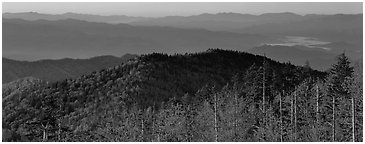 Trees and distant mountaintop ridges at sunrise. Great Smoky Mountains National Park (Panoramic black and white)