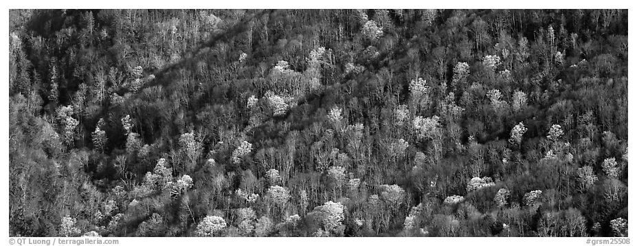 Hillside with mix of bare trees and newly leafed trees in spring. Great Smoky Mountains National Park (black and white)