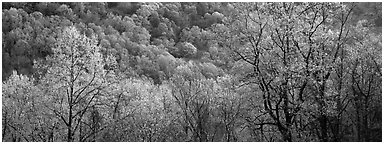 Spring landscape with new leaves. Great Smoky Mountains National Park (Panoramic black and white)