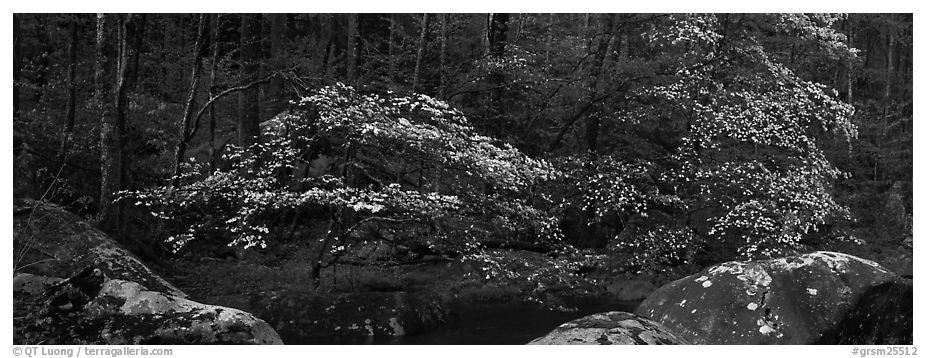 Dogwood trees blooming in forest. Great Smoky Mountains National Park (black and white)