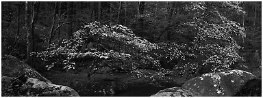 Dogwood trees blooming in forest. Great Smoky Mountains National Park (Panoramic black and white)