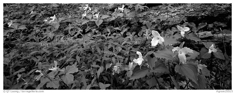 Multicolored trilium. Great Smoky Mountains National Park (black and white)