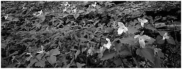 Multicolored trilium. Great Smoky Mountains National Park (Panoramic black and white)