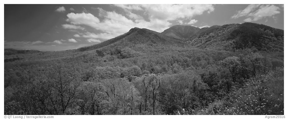 Appalachian hills covered with green trees in the spring. Great Smoky Mountains National Park (black and white)