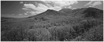 Appalachian hills covered with green trees in the spring. Great Smoky Mountains National Park (Panoramic black and white)