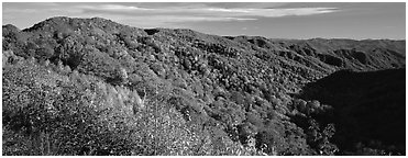Appalachian hills covered with trees in autumn colors. Great Smoky Mountains National Park (Panoramic black and white)