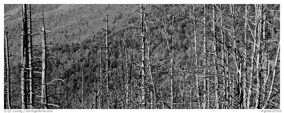 Bare trees with red berries against hill backdrop. Great Smoky Mountains National Park (black and white)