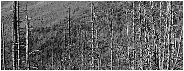 Bare trees with red berries against hill backdrop. Great Smoky Mountains National Park (Panoramic black and white)