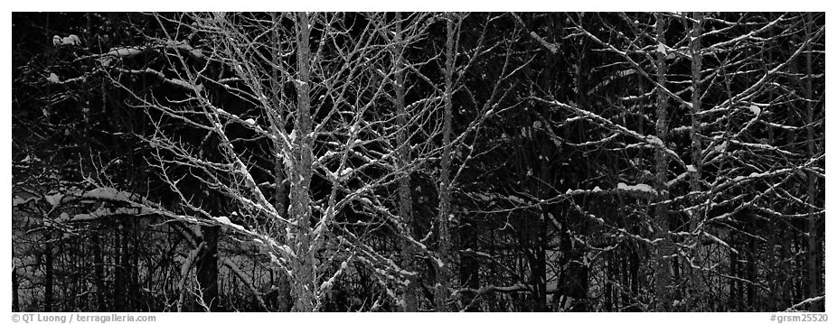 Forest in winter with illuminated trees and blue shadows. Great Smoky Mountains National Park (black and white)