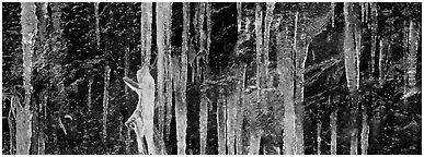 Close-up of icicle formation in winter. Great Smoky Mountains National Park (Panoramic black and white)