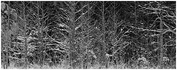 Forest scene in winter with fresh snow. Great Smoky Mountains National Park (Panoramic black and white)