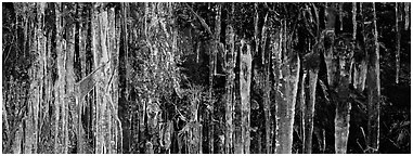 Rock with icile tapestry. Great Smoky Mountains National Park (Panoramic black and white)