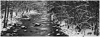Stream in wintry forest. Great Smoky Mountains National Park (Panoramic black and white)