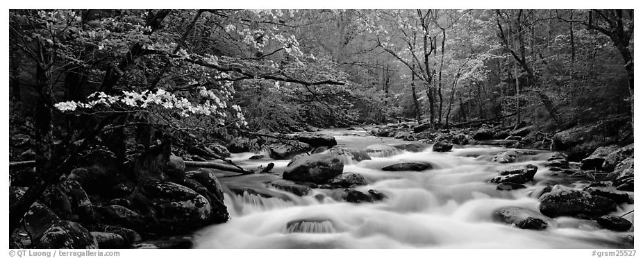 Dogwoods and river in the spring. Great Smoky Mountains National Park (black and white)