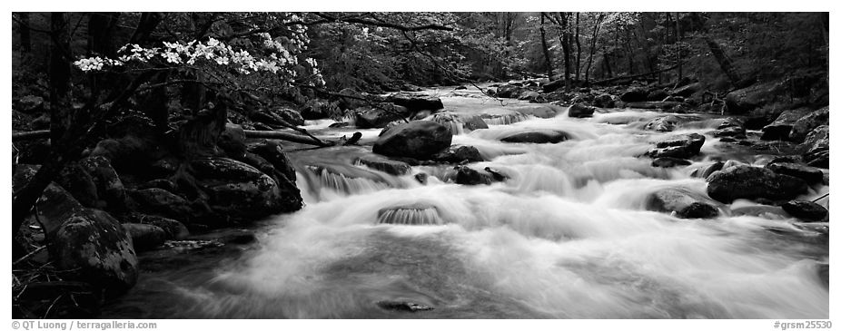 White water of stream in decidous forest. Great Smoky Mountains National Park (black and white)