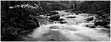 White water of stream in decidous forest. Great Smoky Mountains National Park (Panoramic black and white)