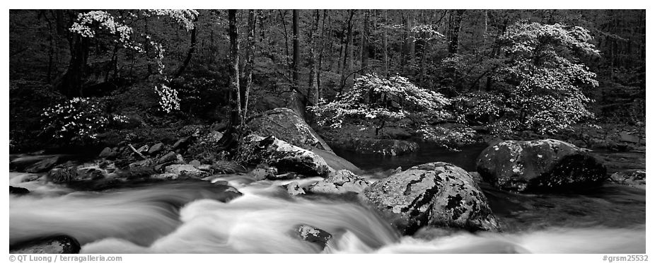 Spring forest scene with stream and dogwoods in bloom. Great Smoky Mountains National Park (black and white)