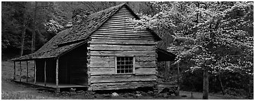 Wooden Appalachian mountain cabin and dogwood tree in bloom. Great Smoky Mountains National Park (Panoramic black and white)