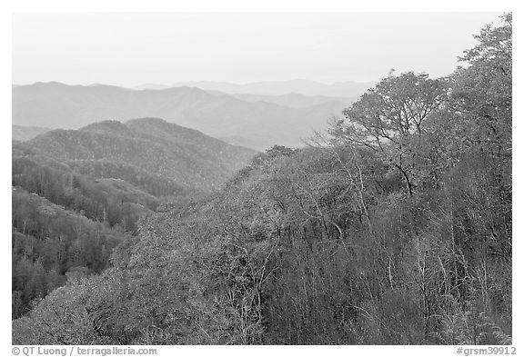 Ridge and mountains covered with trees in autuman foliage, dawn, North Carolina. Great Smoky Mountains National Park (black and white)