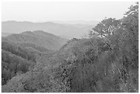 Ridge and mountains covered with trees in autuman foliage, dawn, North Carolina. Great Smoky Mountains National Park, USA. (black and white)