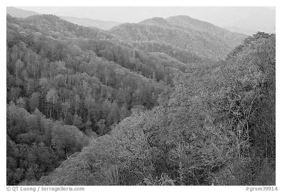 Ridges covered with deciduous trees in fall, North Carolina. Great Smoky Mountains National Park (black and white)
