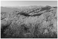 Mountains in autumn foliage, early morning, North Carolina. Great Smoky Mountains National Park, USA. (black and white)