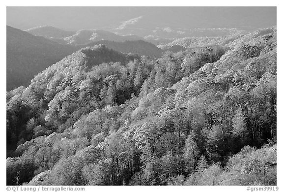 Hills covered with trees in autumn foliage, early morning, North Carolina. Great Smoky Mountains National Park (black and white)