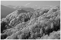 Hills covered with trees in autumn foliage, early morning, North Carolina. Great Smoky Mountains National Park, USA. (black and white)