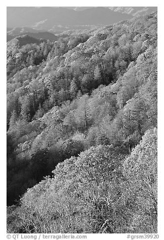 Slopes with forest in fall foliage, North Carolina. Great Smoky Mountains National Park (black and white)