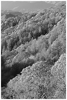 Slopes with forest in fall foliage, North Carolina. Great Smoky Mountains National Park, USA. (black and white)