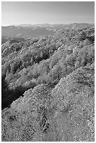 Ridges with trees in fall foliage, North Carolina. Great Smoky Mountains National Park, USA. (black and white)