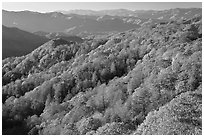 Ridges with trees in autumn foliage, North Carolina. Great Smoky Mountains National Park, USA. (black and white)