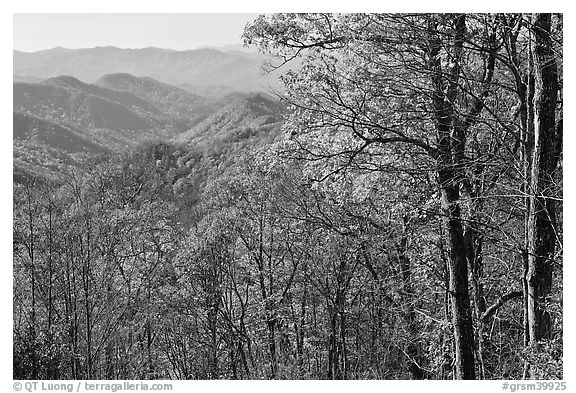 Trees in fall foliage and distant ridges from Newfound Gap road, North Carolina. Great Smoky Mountains National Park (black and white)