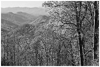 Trees in fall foliage and distant ridges from Newfound Gap road, North Carolina. Great Smoky Mountains National Park, USA. (black and white)