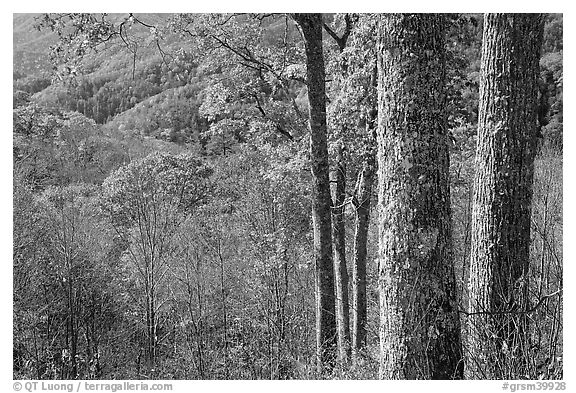 Tree trunks, distant valley, and fall colors, North Carolina. Great Smoky Mountains National Park (black and white)