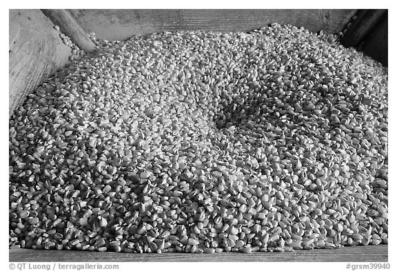 Corn loaded onto grist mill, Mingus Mill, North Carolina. Great Smoky Mountains National Park (black and white)