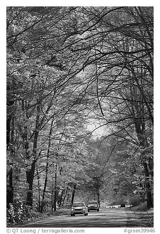 Cars on main park road with fall foliage, North Carolina. Great Smoky Mountains National Park (black and white)